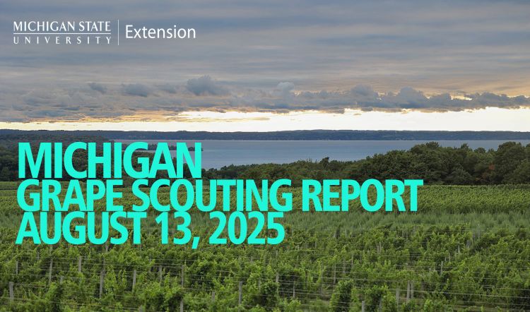 For decorative purposes.