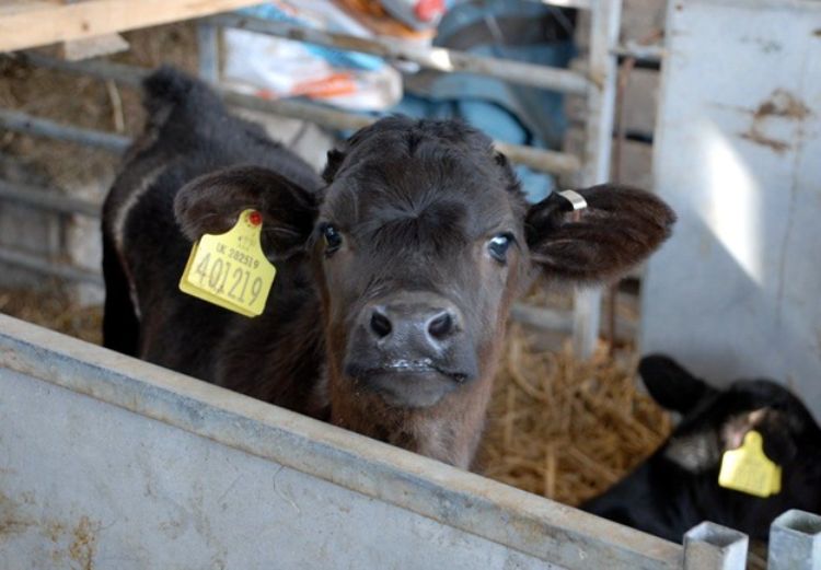 black calf with yellow ear tag looking over a silver fence