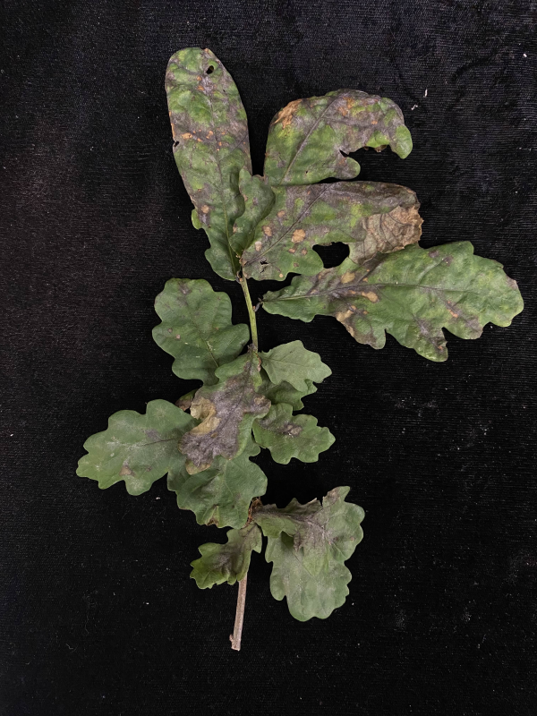 Oak leaves with powdery mildew infection.