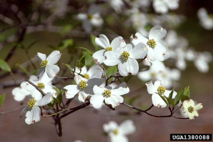 A flowering dogwood shrub and flowers.