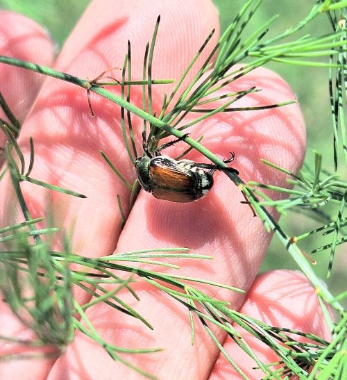 Closeup of a Japanese beetle hanging onto the stem of an asparagus plant with a person's open hand in the background.