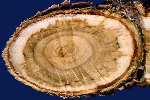 A cross-section of an infected limb shows darkened wood from wood-rotting fungi.