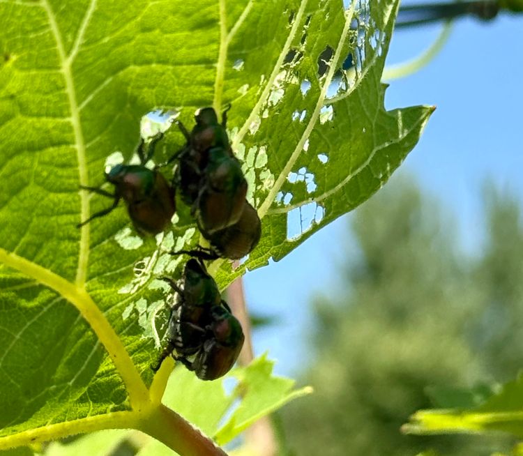 Japanese beetles aggregating on a grape leaf with visible skeletonization occurring from feeding.