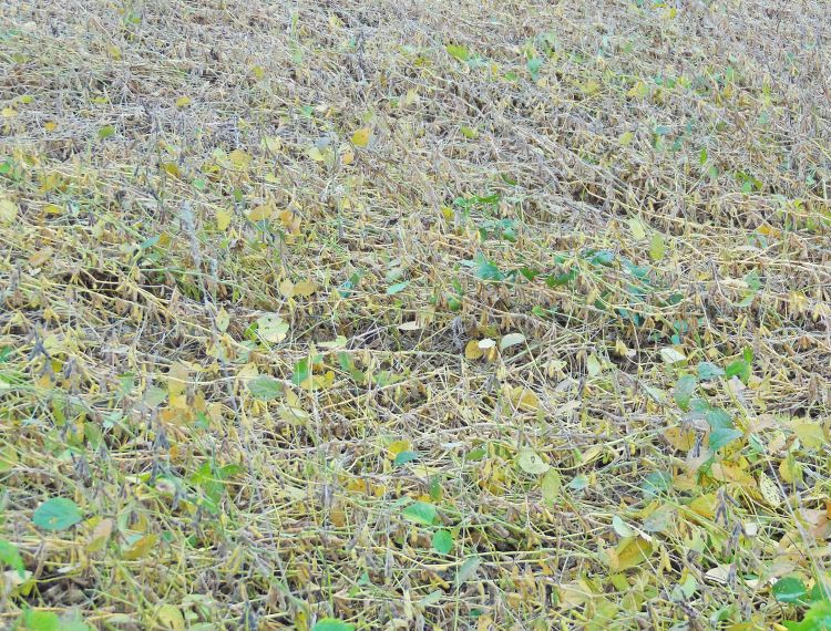 Badly lodged soybean field
