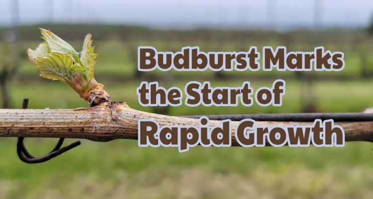 Closeup of a grapevine bud with text saying 