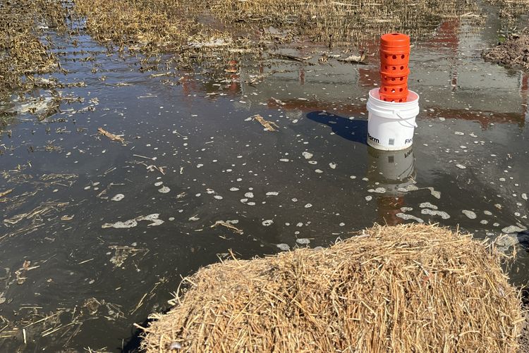 white pipe with orange on top sitting in a brown puddle of water with straw on one side