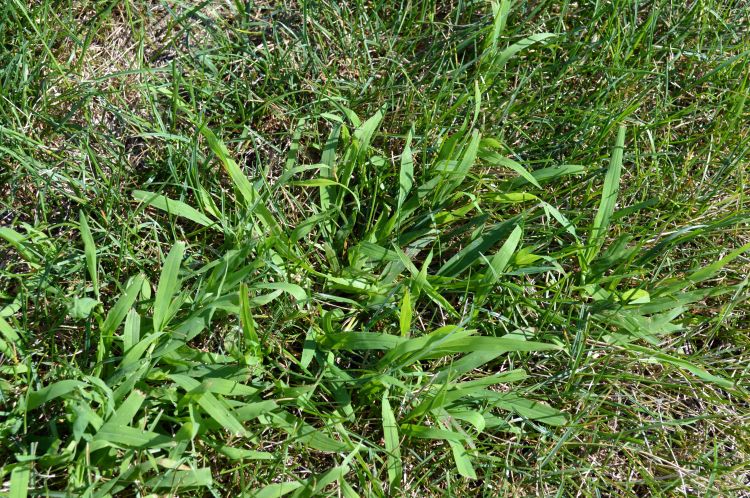 Crabgrass growing amongst turfgrass.