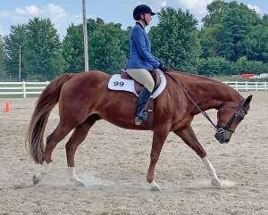 Defining horse jargon: Movement terms