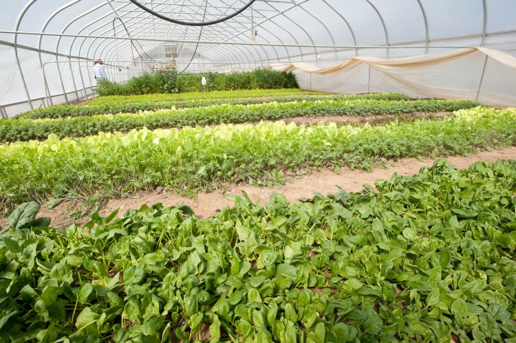 Vegetables growing in a hoophouse.