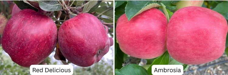 Two images of Red Delicious apples and Ambrosia apples.