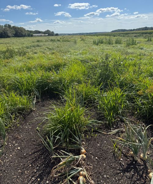 Heavy weed pressure in a Michigan onion field.