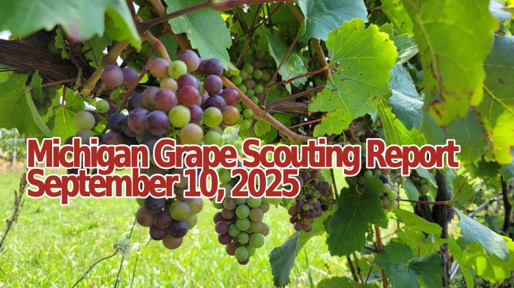 For decorative purposes.