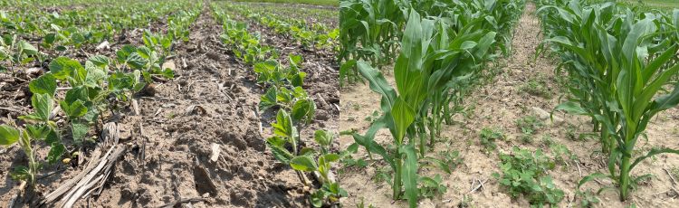 Two pictures side by side showing early corn growth in one and early soybean growth in the other.
