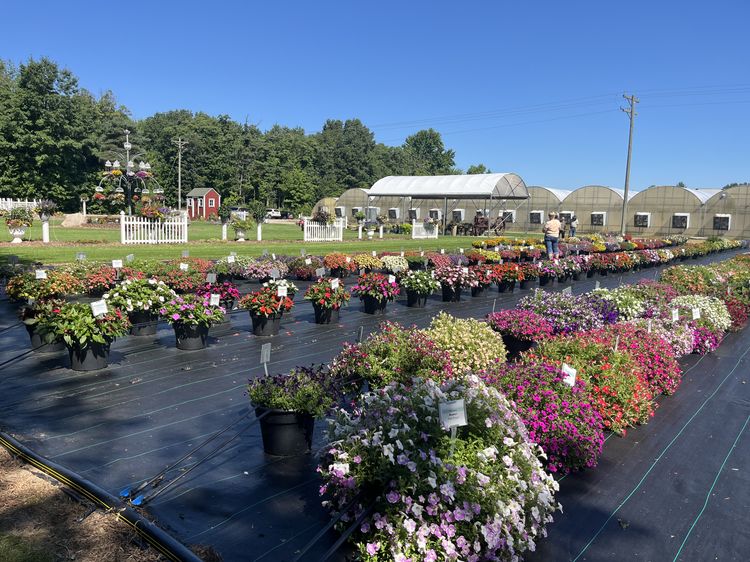 Mums placed on black landscaping fabric.