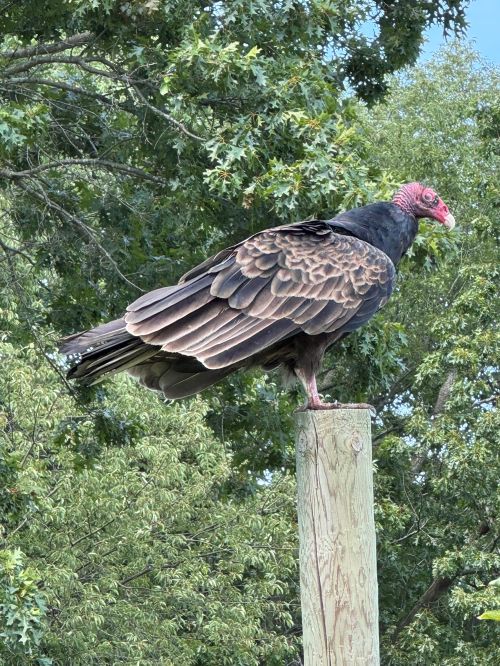 A giant bird on a perch.