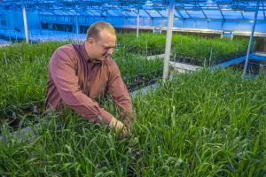 Combating disease for Michigan’s wheat industry