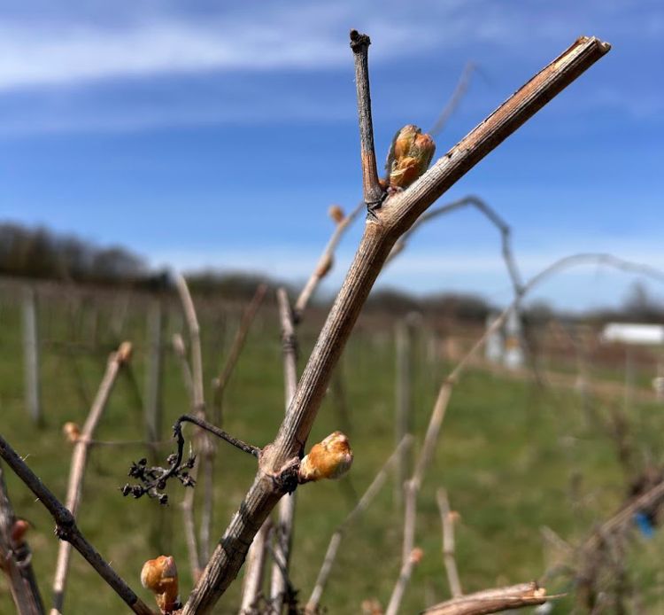 A Concord grape bud getting ready to bloom.