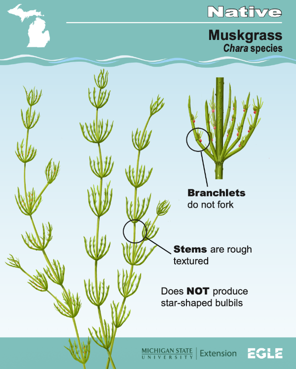 Cover image shares diagram of the native aquatic plant, Muskgrass. Diagram shows close up of the muskgrass plant, including branchlets that do not fork, stems that are roughly textured, and denoting that Muskgrass does not produce star-shaped bulbils.