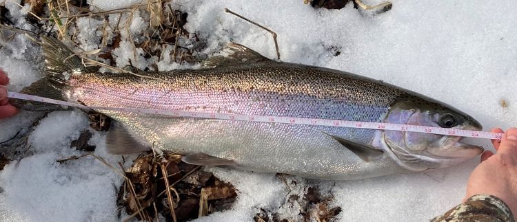 A “super skipper” steelhead just shy of 25 inches long is laying on the snow and being measured with a measuring tape.