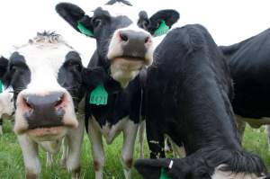 Educating Michigan youth about the dairy industry