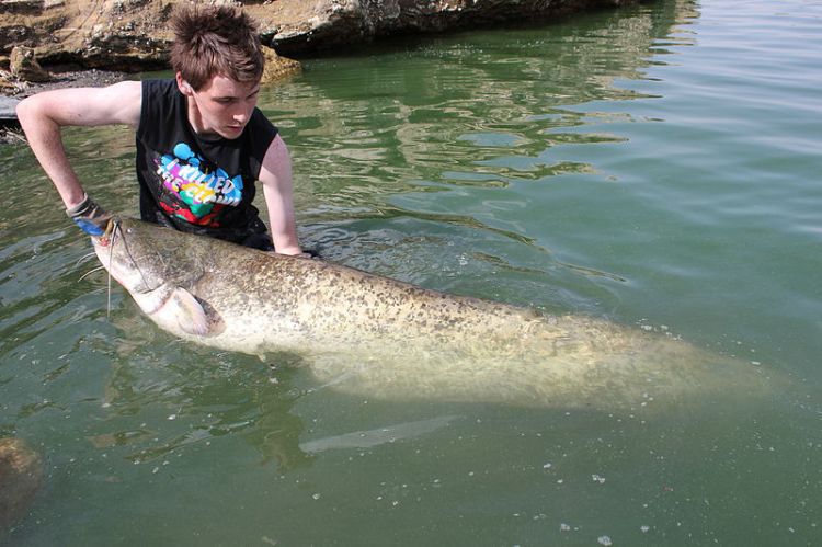 Wels catfish from Rio Ebro, Spain. Joe Pell | Wikimedia Commons