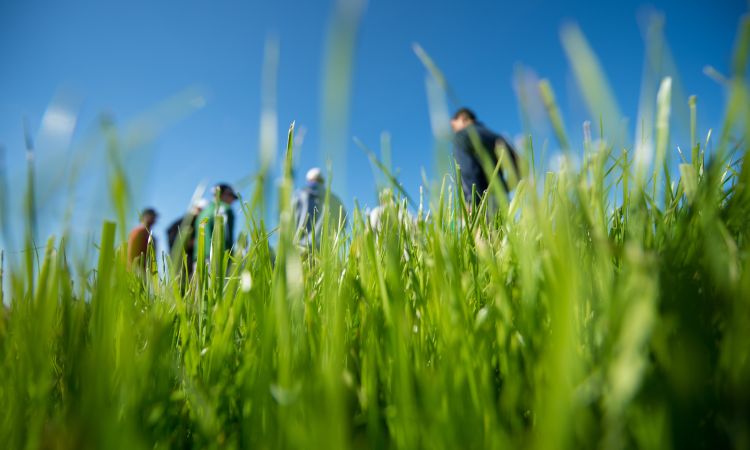 Image of turfgrass with people standing in the background.