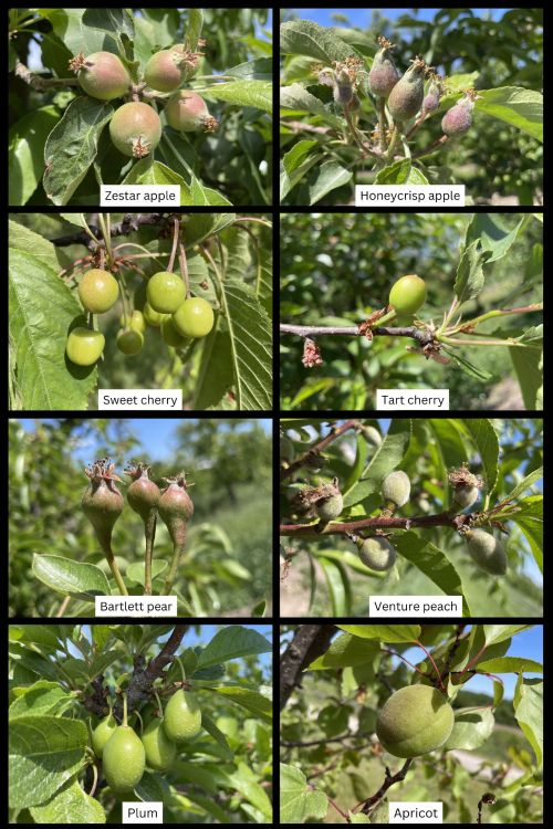 Stage of tree phenology for apple, pear, sweet cherry, tart cherry, peach and apricot