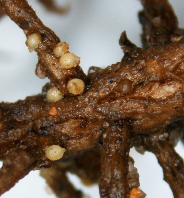 An extreme closeup of a soybean root with soybean cyst nematodes, which look like small, brown cysts.