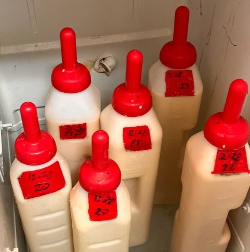 bottles of  milk with red nipples