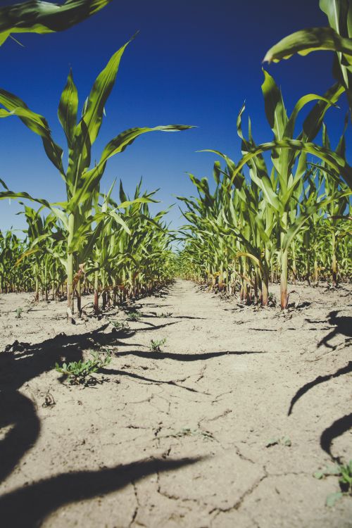 corn in dried up field