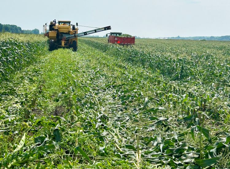 A mechanical harvester is processing sweet corn in the field, cutting stalks and transferring ears into a red trailer towed by a tractor. The harvested rows are visible with chopped corn residue left behind.