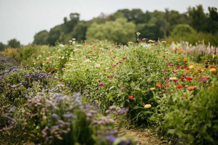 A field of cut flowers, including zinnias and statice.