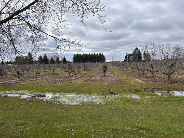 Standing water in a fruit ochard.