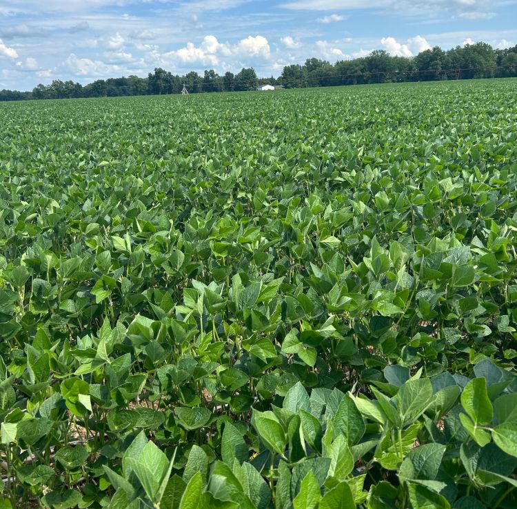 A field of soybeans.