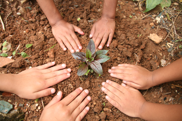 Children pat down dirt around a new transplant.