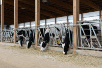 cows eating at dairy farm