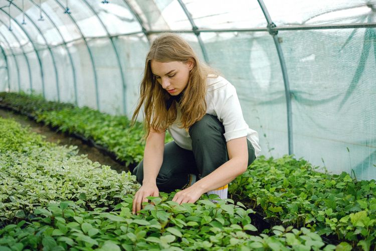 A woman in a hoop house kneeling down, tending to a row of green plants.