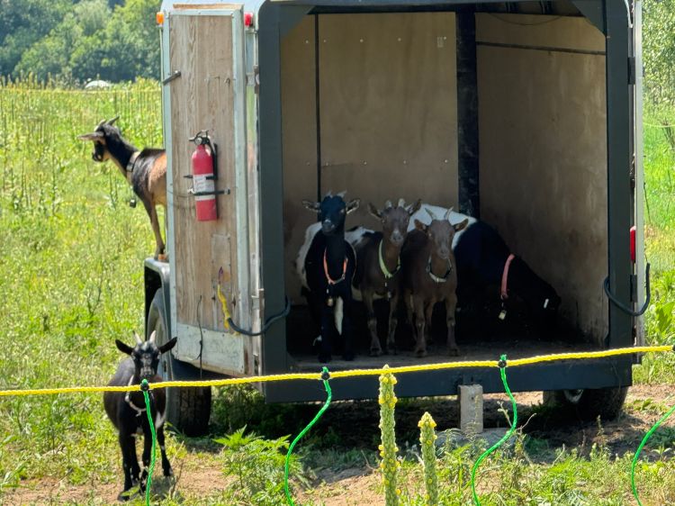 Goats standing in and around a trailer sitting in a field.