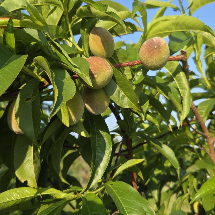Near-ripe peaches.