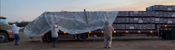 Beekeepers remove a net covering honey bee hives stacked on a semi-truck trailer.