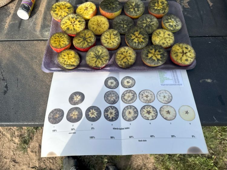 A tray of Honeycrisp apples cut in half being tested with iodine.