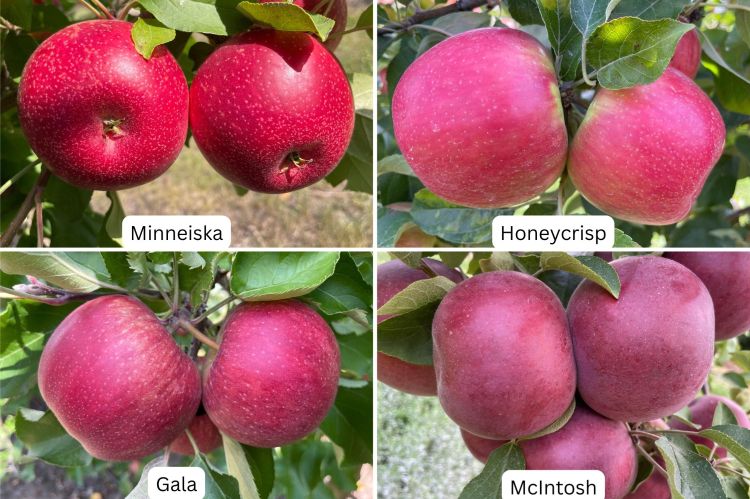Four images of apples with labels under each apple saying Minneiska, Gala, Honeycrisp and McIntosh.