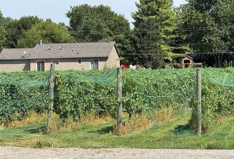 A grape vineyard with netting over the rows of plants.