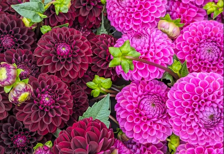 Several purple colored dahlias bunched together.