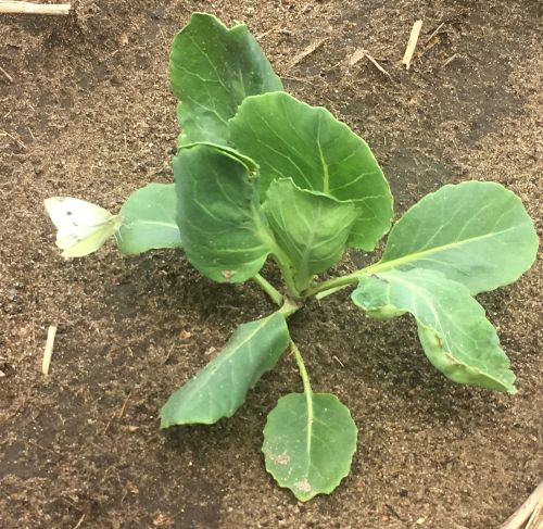 A cabbage white butterfly, the adult form of the imported cabbage worm, inspects a cabbage plant before laying an egg. All photos by Marissa Schuh, MSU Extension.