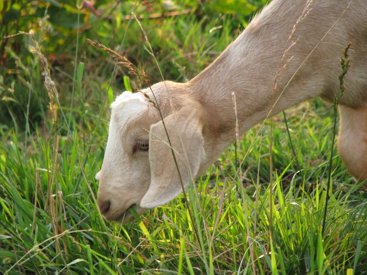 Grazing goat