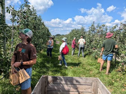 People harvesting apples in an orchard.
