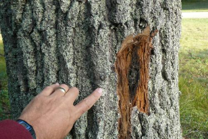 Lab focuses on addressing emerging forest diseases