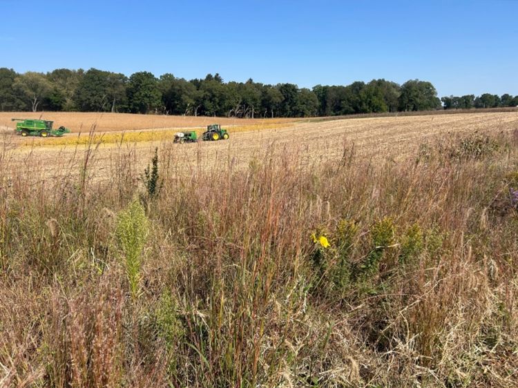 Soybean harvest and wheat planting in the background, with prairie strip in foreground.