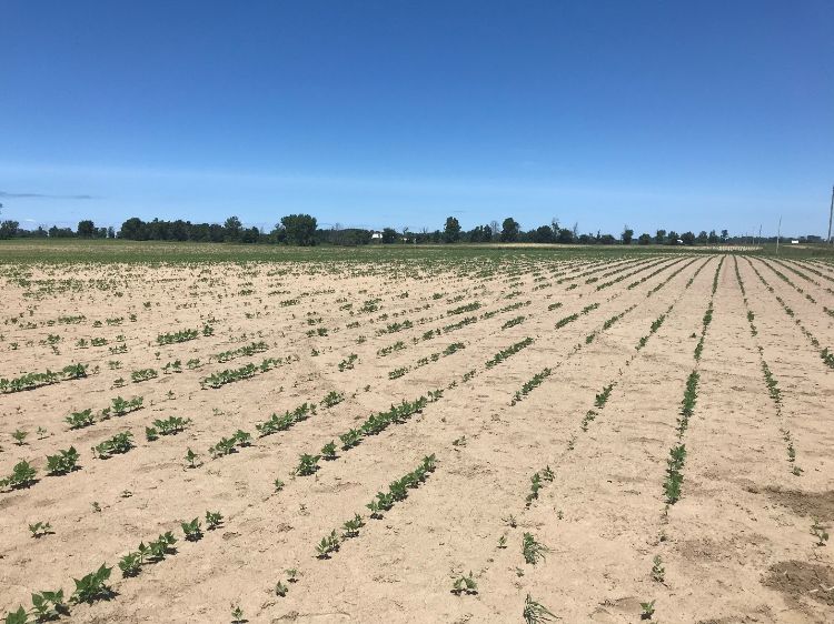 A black bean field affected by Sharpen carryover near Port Austin, Michigan.